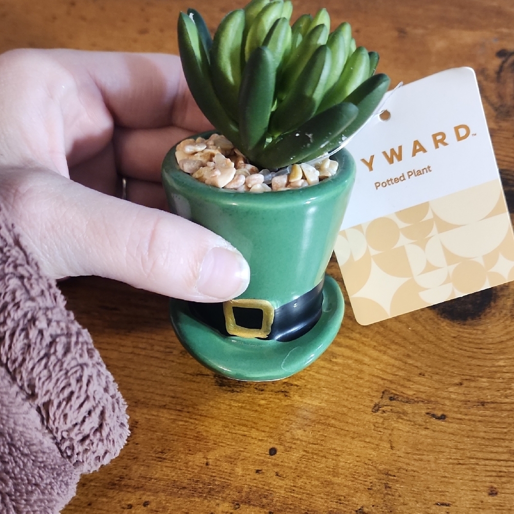 Green Leprechaun Hat Potted Plant -
